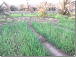 IMG_3121 (800x600) - Copie