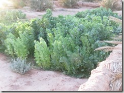 IMG_3122 (800x600) - Copie