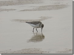 IMG_6107 (1024x768) - Copie