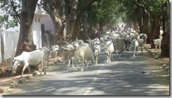 IMG_3726 (2) (1024x576)