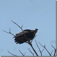 IMG_4427 (1022x1024)