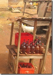 IMG_8151 (2) (713x1024)